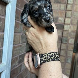 Girl 3 - Dapple female Dachshund puppy in Bridge City, Texas from Burch’s Mini Weenies