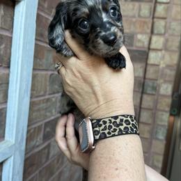 Girl 3 - Dapple female Dachshund puppy in Bridge City, Texas from Burch’s Mini Weenies