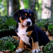 Greater Swiss Mountain Dog and Nederlandse Kooikerhondje Puppies from Ambermoon Kooikerhondje Blackamber Greater Swiss Mountain Dogs