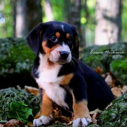 Greater Swiss Mountain Dog and Nederlandse Kooikerhondje Puppies from Ambermoon Kooikerhondje Blackamber Greater Swiss Mountain Dogs