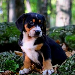 Greater Swiss Mountain Dog and Nederlandse Kooikerhondje Puppies from Ambermoon Kooikerhondje Blackamber Greater Swiss Mountain Dogs