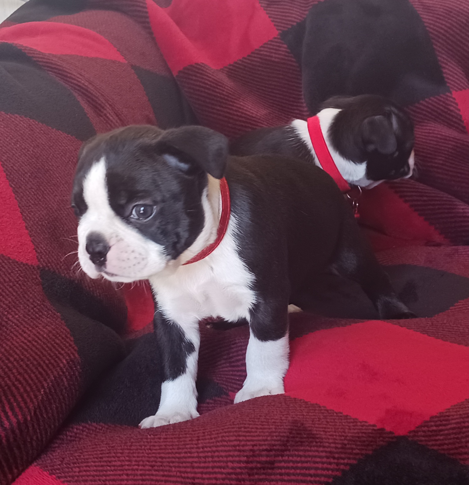 Boston Terrier Puppies from Delamorés Pups
