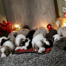 Miniature Australian Shepherd Puppies from Fisher Farm