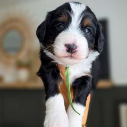 Kale - Tri-color male Bernedoodle puppy in Moses Lake, Washington from Macy Meadows Doodles