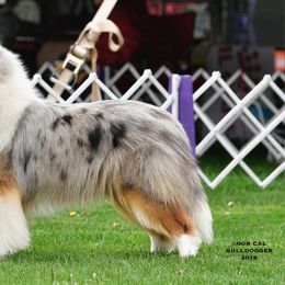 Collie Puppies from Creekwood Collies