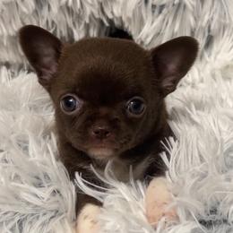 Chihuahua puppies from iLuvChihuahuas