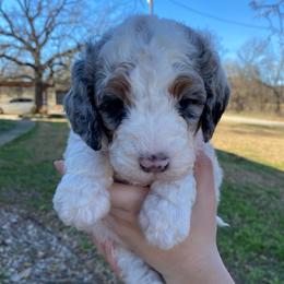 Light pink - Merle female Bernedoodle puppy in Millsap, Texas from Gaston’s Posh Poodles and Doodles