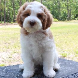 Maggie - Australian Labradoodle