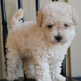Daisy (AKC) - White female Poodle puppy in Rainbow City, Alabama from Misioh Poodles