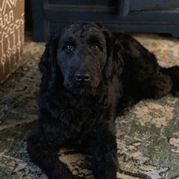 Olivia - Goldendoodle