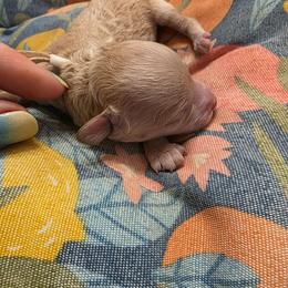 Girl 1 white collar - Apricot female Poodle puppy in Louisville, Mississippi from Cindy's Poodles