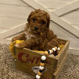 Remy - Red  male Poodle puppy in Utica, Ohio from Poodle Me Crazy