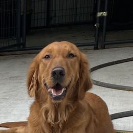 Bailey - Golden Retriever