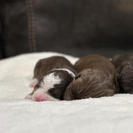 Aussiedoodle Puppies from White River Doodles