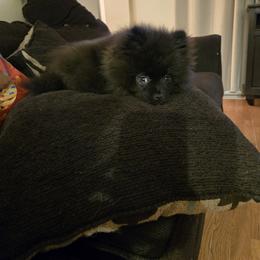 Pomeranian Puppies from Mary's Pomeranians