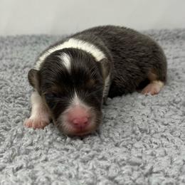 Lyra (bluie) - Black and tan female American Corgi puppy in Waco, Texas from The Comma Corgis