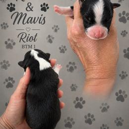 Riot - Black tri-color male Australian Shepherd puppy in Magee, Mississippi from Paint ByNumbers Ranch
