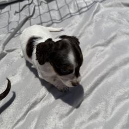 Dachshund Puppies from Pretty Dachshunds 661