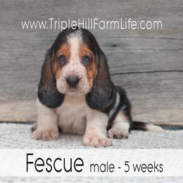 Fescue - Black white and brown male Basset Hound puppy in Jefferson City, Missouri from Triple Hill Farm