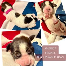 America - Liver white and roan female English Springer Spaniel puppy in Madison, Indiana from McCollough's Pawsome Spaniels and Danny's Delightful Dachshunds