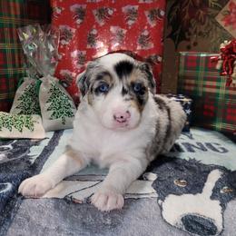 Ginger - Blue merle female Border Collie puppy in Morgan, Texas from Shooting Star Ranch