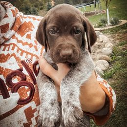 Yellow Female - Liver and white female German Shorthaired Pointer puppy in Osakis, Minnesota from The W5 Ranch