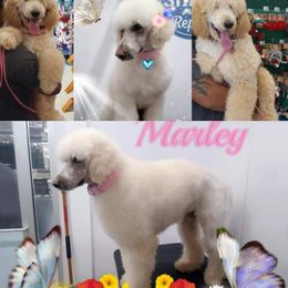 Poodle Puppies from Majestic Royalty Poodles
