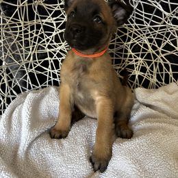 Belgian Malinois Puppies from Care 2 Protect