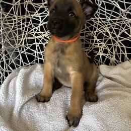 Belgian Malinois Puppies from Care 2 Protect