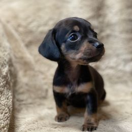 Ember - Black and tan female Dachshund puppy in Richmond, Virginia from Paw Prints