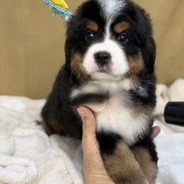 Bernese Mountain Dog and Cavalier King Charles Spaniel Puppies from Kiss A Doodlez