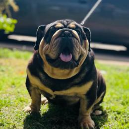 Bear - Black tri-color male Bulldog puppy in Amarillo, Texas from Bomb City Bulldogs