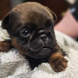 Charlie - Belge male Brussels Griffon puppy in Columbus, Ohio from Last Knight Kennels and Greyhawk Kennels