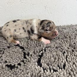 Butch Cassidy - Blue merle male Australian Shepherd puppy in Smithfield, Utah from C&C Ranch