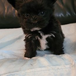 Maltese and Morkie Puppies from K and E Small Breed Puppies