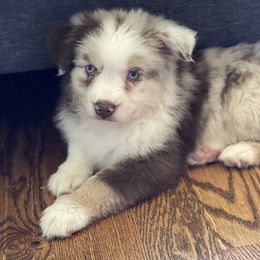 Miniature Australian Shepherd Puppies from Elevation Kennels