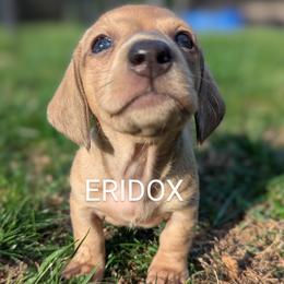 Teela - Cream female Dachshund puppy in Missouri from Eridox Dachshunds