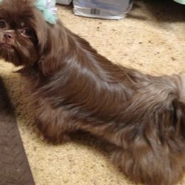 Nilla - Shih Tzu