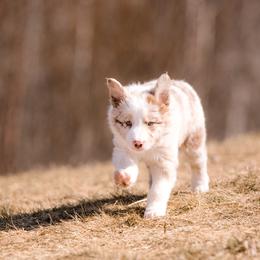 Border Collie Puppies from Snow Pine Ranch