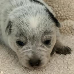 KF1 - Blue speckled female Australian Cattle Dog puppy in Libby, Montana from RnB Cattle Dogs LLC