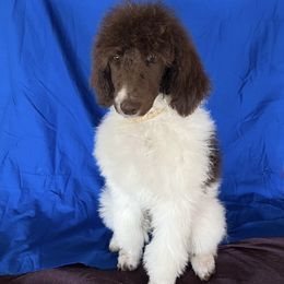 Boy 1 - Parti Poodle puppy in Beloit, Wisconsin from Parti Poodle Ranch