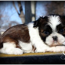 Sapphire - Brindle and white female Shih Tzu puppy in Warren, Michigan from Danielle's Yorkie & Shih Tzu Babies