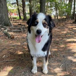 Stella - Australian Shepherd