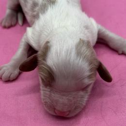 Tessa - Blenheim female Cavapoo puppy in Burke, New York from Patti’s Puppies