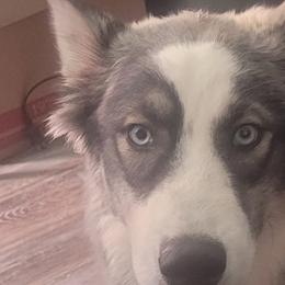 Siberian Huskies from Starry Sky Siberians