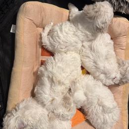 Bichon Frise puppies from Amori's Royal Bichons