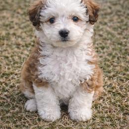 Rio - male Aussiedoodle puppy in Louisville, Mississippi from Kristy’s Kennels