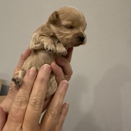 Girl 2 - Red female Maltipoo puppy in Brooksville, Florida from DeVall Maltipoos