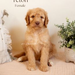 Teton - Red  female Goldendoodle puppy in Lusby, Maryland from C&C Goldendoodles
