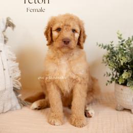 Teton - Red  female Goldendoodle puppy in Lusby, Maryland from C&C Goldendoodles